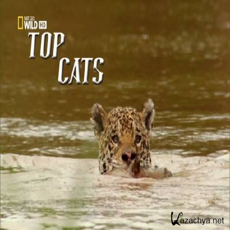   /     / Top Cats (2014) HDTV 1080i