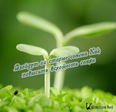 ������� �� ������ ������ ��� �������� ��������� ����� (2015) 