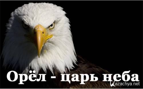  -   / The Eagles (2014) HDTVRip-720p