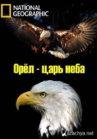 Орёл - царь неба / The Eagles (2014) HDTVRip (AVC) Орёл - царь неба / The Eagles (2014) HDTVRip (AVC)