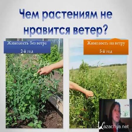 ����������� ���� � ������� (2015)