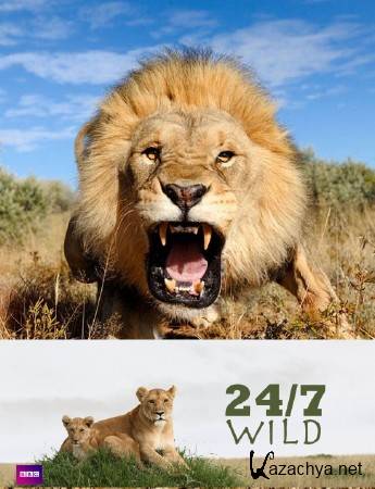 ����� �������� 24 ���� (3 ����� �� 3) / Wild 24 (2015) HDTVRip (720p)