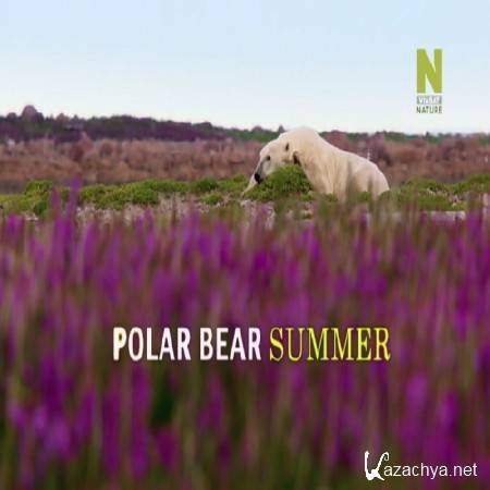    / Polar Bear Summer (2015) SATRip