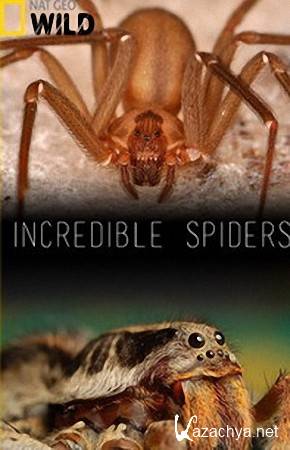   / Incredible spiders (2015) HDTVRip (720p)