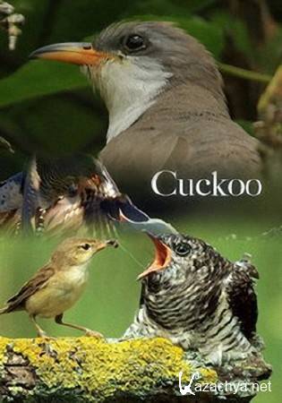 ��� �������. ������� / The Natural World. Cuckoo (2009) HDTVRip (720p)