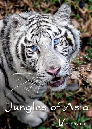   / Jungles of Asia (2016) HDTVRip (720p)