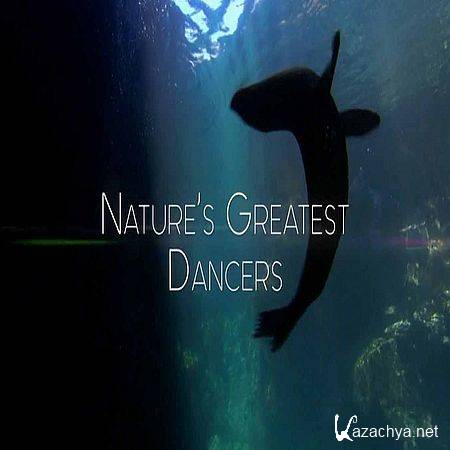    (2   2) / Nature's Greatest Dancers (2015) HDTVRip