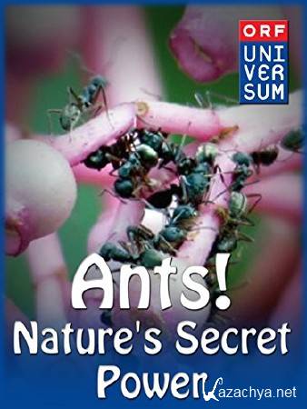 :    / Ants: Natures secret power (2005) HDTV (1080i)