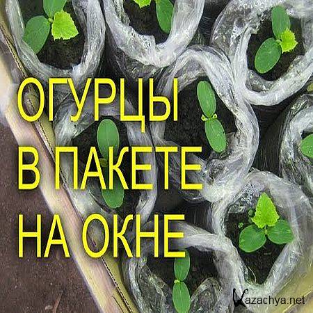 Отличный способ выращивания огурцов на окне (2017) WEBRip Отличный способ выращивания огурцов на окне (2017) WEBRip