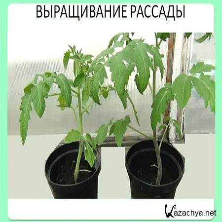 Новые методы выращивания рассады (2017) WEBRip Новые методы выращивания рассады (2017) WEBRip