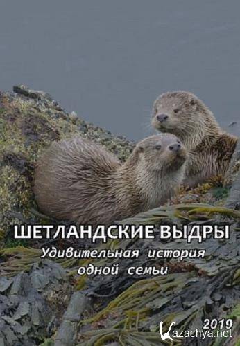  .     / Shetland's Otters. The Tale of a Draatsi Family (2019) HDTV 1080i