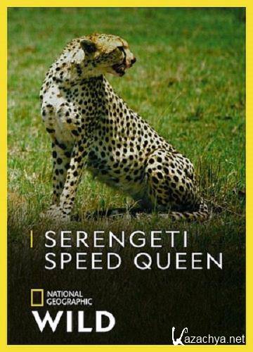 Быстроногая королева Серенгети / Serengeti Speed Queen (2020) HDTVRip 720p