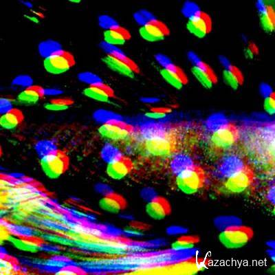 Maltitz - Cape Galaxias (2021)