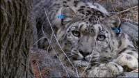  :    / Snow Leopard: Beyond the Myth (2007/DVD5)