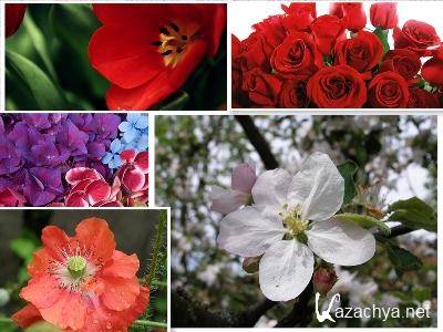 The beauty of flowers (Desktop2_ 2010)