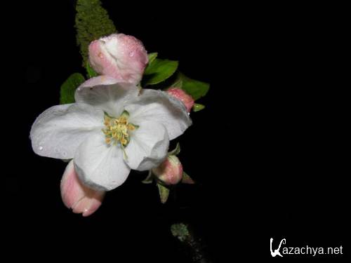 The beauty of flowers (Desktop4_ 2010)