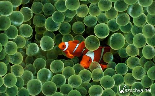 Обои HD качества (2010) Обои HD качества (2010)