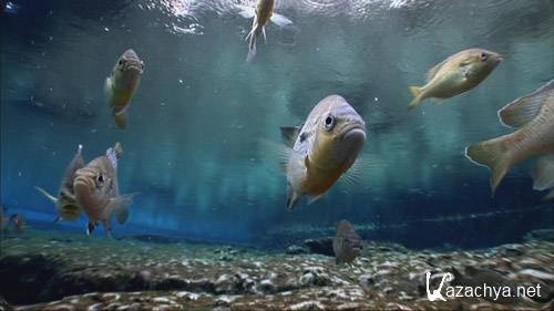 ������ ����� Water Life (2007) BDRip 720p