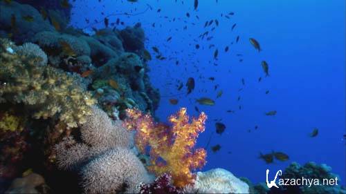 ������ ����� Water Life (2007) BDRip 720p