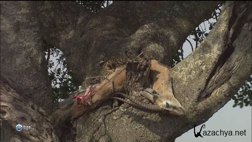     / Leopard Family Trees (2003) HD 1080i