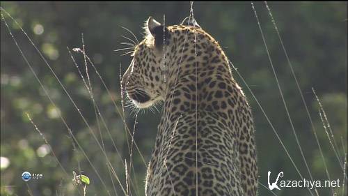 ������� � ������� ������ / Leopard Family Trees (2003) HD 1080i