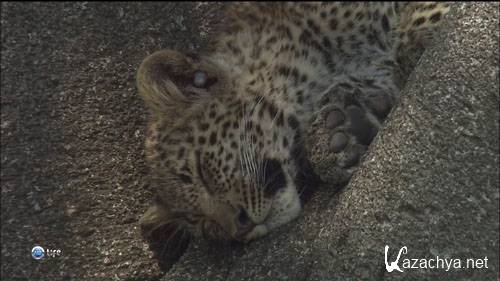������� � ������� ������ / Leopard Family Trees (2003) HD 1080i