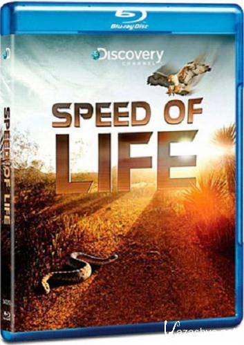 Discovery:   / Discovery: Speed of Life (2010) HDRip
