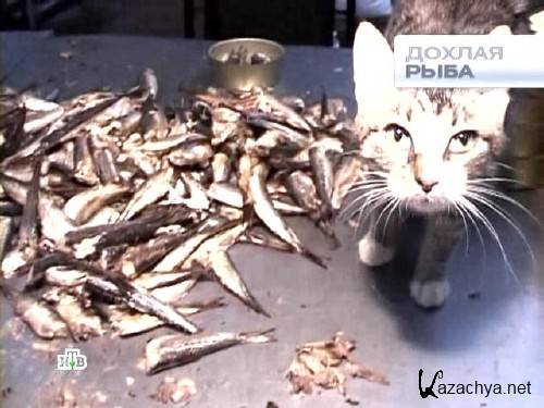 ������ ��-������. ������ ���� (���� 2011.02.06) SATRip