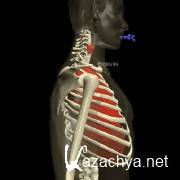 Exlore Human Anatomy -    3D