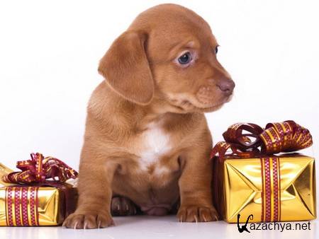 Various Wallpapers (JPG / 76 ����)