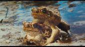  :  3 / Cane Toads: The Conquest 3D (2010)