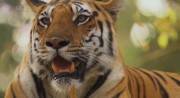 BBC. :   / BBC. Tiger: Spy in the Jungle (2008/HDTVRip)