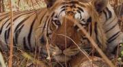 BBC. :   / BBC. Tiger: Spy in the Jungle (2008/HDTVRip)