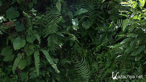 Живые Пейзажи - Бали / Living Landscapes - Bali (2008) Blu-Ray Живые Пейзажи - Бали / Living Landscapes - Bali (2008) Blu-Ray