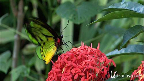 Живые Пейзажи - Бали / Living Landscapes - Bali (2008) Blu-Ray Живые Пейзажи - Бали / Living Landscapes - Bali (2008) Blu-Ray