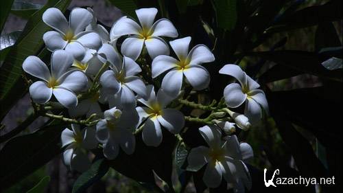 Живые Пейзажи - Бали / Living Landscapes - Bali (2008) Blu-Ray Живые Пейзажи - Бали / Living Landscapes - Bali (2008) Blu-Ray