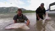  . -:    / Monster Fish: Great White Sturgeon (2010/HDTVRip)