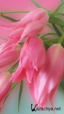 ���� � ���� ��� Nokia 5800 (2011)