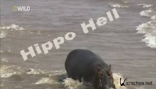    / Hippo hell (2007) SATRip