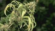   .  -  / Cannabis - Cocaine (2011/TVRip/SATRip)