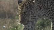     / Leopard: Family Trees (2003) SATRip
