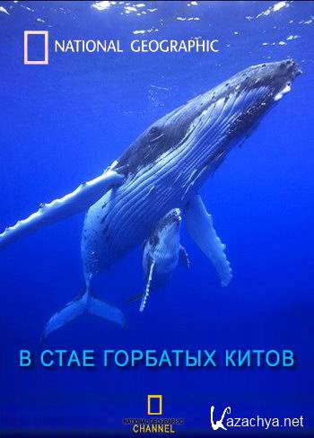     / Humpbacks Giants of the Ocean (2009) SATRip