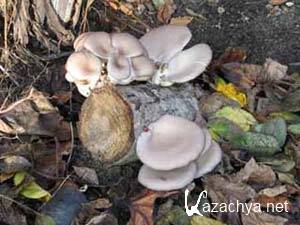 ����� �������: ���������� ����������� ������� �� ������ (2010)