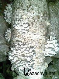 ������������ ����������� ����������� ������ (2010)