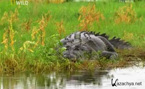 National Geographic:   / National Geographic: Crocodile King (2010 / SATRip)