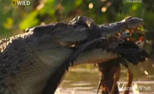 National Geographic:   / National Geographic: Crocodile King (2010 / SATRip)