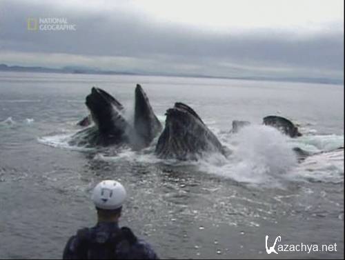     / Humpbacks Giants of the Ocean (2009) SATRip