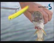 ������ �� ������ (2011) DVDRip