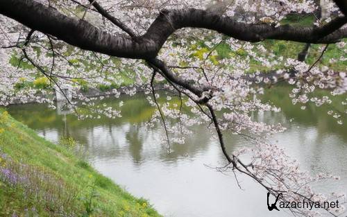 Wallpapers - Nature #95