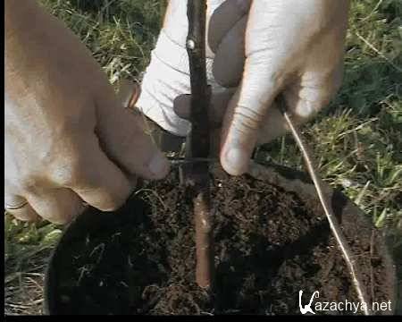 ���������� �������� �������� (�������� ������) / Okulirovka (2009)